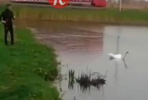 В Кореновске полиция ищет парня, который издевался над лебедем