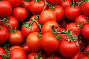 В Новороссийск из Египта прибыли помидоры, зараженные трипсом