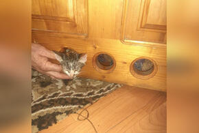 В Новороссийске спасали застрявшего в двери котенка