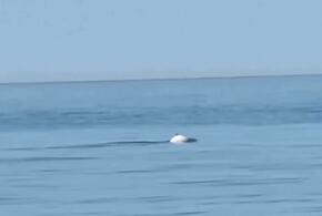 В Сочи заметили редчайшего дельфина-альбиноса