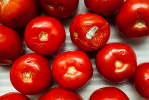 В Туапсе обнаружили зараженные помидоры