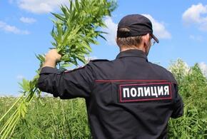 Более 286 тысяч кустов конопли выявили полицейские и казаки на Кубани