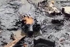 Спасатели вытащили из нефтяной лужи тонущего пса