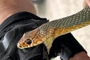 В Новороссийске двухметровая змея не пускала людей в дом