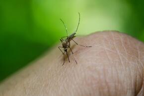 От комариного укуса можно лишиться зрения