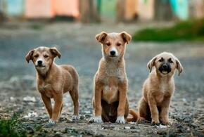 После скандала мэрия Краснодара расторгла контракт с фирмой по отлову бездомных собак
