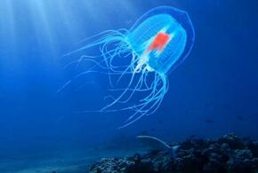 Ученые обнаружили бессмертную медузу