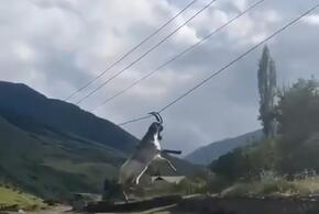 В Дагестане сняли на видео козла, который «катался» на проводах
