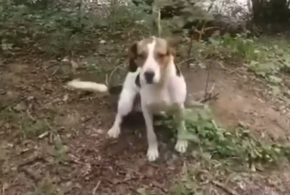 В лесу под Апшеронском неизвестный оставил привязанную к дереву собаку