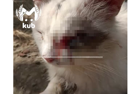 На Кубани живодер выстрелил в глаз соседскому коту