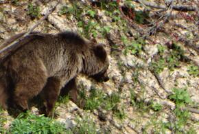 Бежавший по федеральной трассе медвежонок в Сочи развеселил туристов
