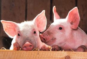 Из-за чумы свиней на Кубани ввели ограничительные меры