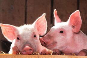 Мясо дорожает: 57 тысяч свиней на Кубани пустят под нож