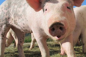 На Кубани ввели карантин из-за чумы свиней