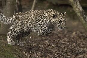 Сочинского леопарда Лео убили браконьеры в Северной Осетии