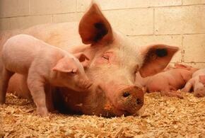 В Гулькевичском районе Кубани обнаружена африканская чума свиней