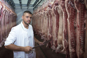 В Краснодаре в магазине на Уральской обнаружили зараженную чумой свинину