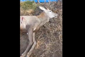 Благородного оленя убили браконьеры в Кореновском районе Кубани