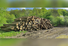 На Кубани суд обязал черного лесоруба возместить 64 миллиона рублей за  варварски уничтоженные деревья  