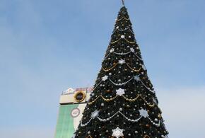 В Краснодаре на установку и украшение десятка старых елок потратят 3,7 млн рублей