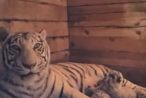 Бенгальских тигров перевезут в Краснодар из Барнаульского зоопарка 