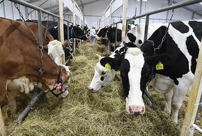 Карантин из-за рака крови у коров ввели на Кубани, чем это опасно для человека