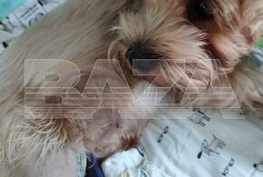 В Краснодаре ветеринар во время операции перепутал лапы у собаки