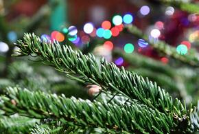 В Краснодаре живые новогодние ёлки будут продавать в ТЦ и гипермаркетах