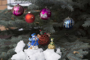 От 16 тысяч: жительница Краснодара оказалась шокирована ценами на живые новогодние елки