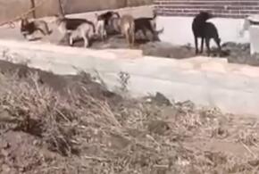 Жители Краснодара просят избавить их район от одичавших собак