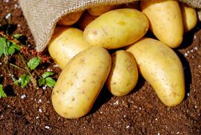 «Магнит» будет выращивать экспериментальную картошку 