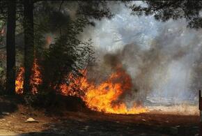 МЧС: пожар в геленджикском сосновом лесу полностью ликвидирован