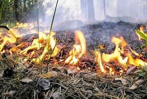 Под Геленджиком огонь выжег полгектара лесной подстилки