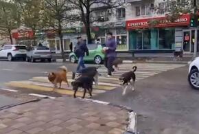 Стая собак переходит дорогу на зелёный свет в Новороссийске