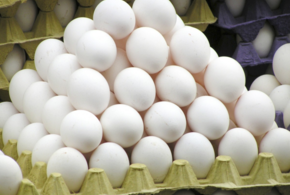 Дешевеют куриные яйца - причины