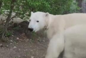 В Геленджике белые медведи лакомятся боярышником ВИДЕО