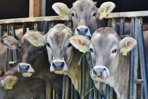В Краснодарском крае массово будут забивать скот из-за смертельной инфекции