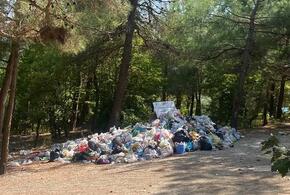В краснокнижном лесу Геленджика устроили мусорную свалку