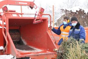 Власти Краснодара предложили горожанам сдать новогодние елки на переработку