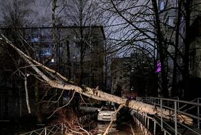 Последствия урагана: в Краснодаре ветер сорвал крыши домов и поломал десятки деревьев