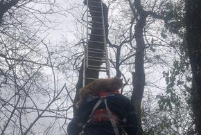 В Новороссийске с 14-метрового дерева спасатели снимали кота при помощи альпинистского снаряжения