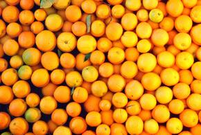 В порт Новороссийска привезли египетские апельсины с мухами