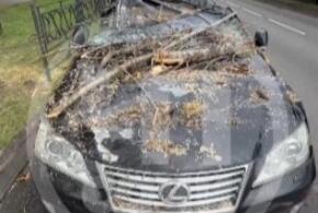 Даже смотреть больно: в Сочи упавшее от ветра дерево уничтожило дорогой  Lexus