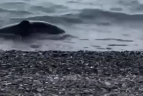 Шесть мертвых дельфинов найдены на побережье возле Сочи