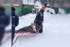 В Краснодарском крае спасатели помогли псу со сломанной лапой