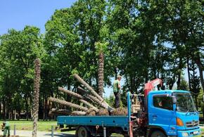 В парке Галицкого выкорчевали пальмы ВИДЕО