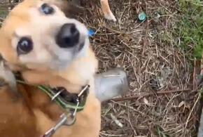 Волонтёры из Новороссийска забрали у живодёров трёх исхудалых псов