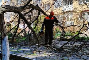 Мощный норд-ост поломал деревья в Новороссийске