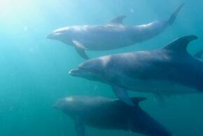 На побережье Краснодарского края нашли более 100 погибших дельфинов