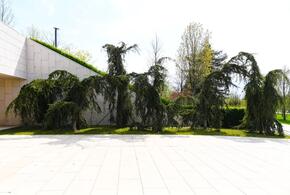 В парке Галицкого в Краснодаре высадили «плакучие» кедры